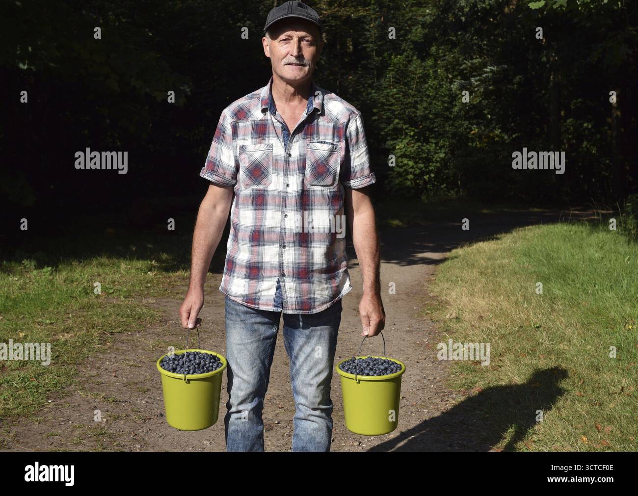 Mann, Senior mit Eimer voller Blaubeeren, Heidelbeeren (Vaccinium myrtillus) Foto Stock