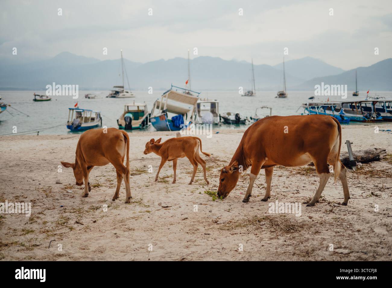 Mucche in libertà con barche da pesca e vista sulle montagne, Gili Air Foto Stock