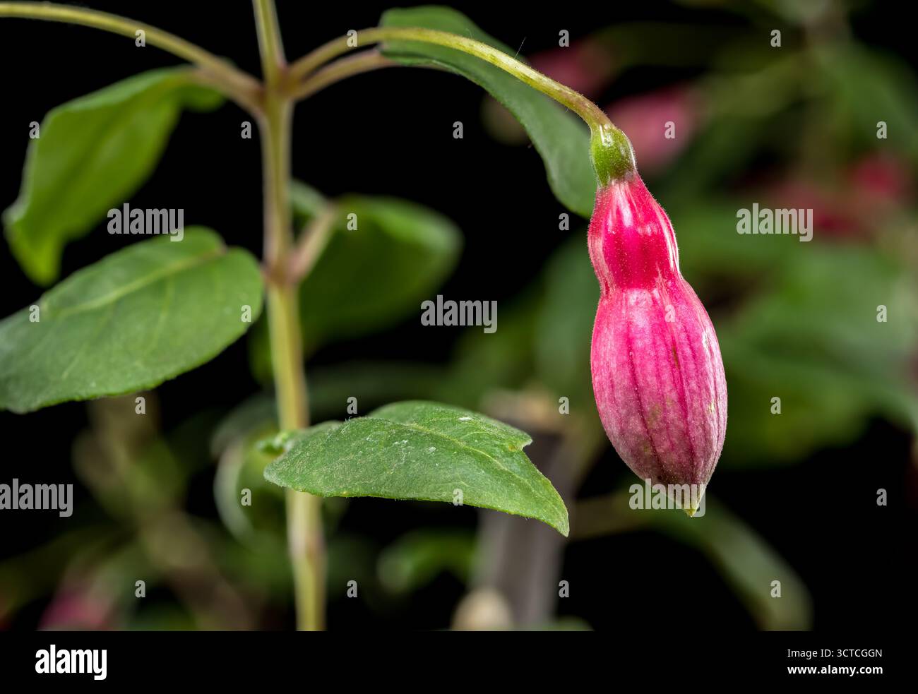 Fiori fucsia con sfondo scuro e Moody Foto Stock