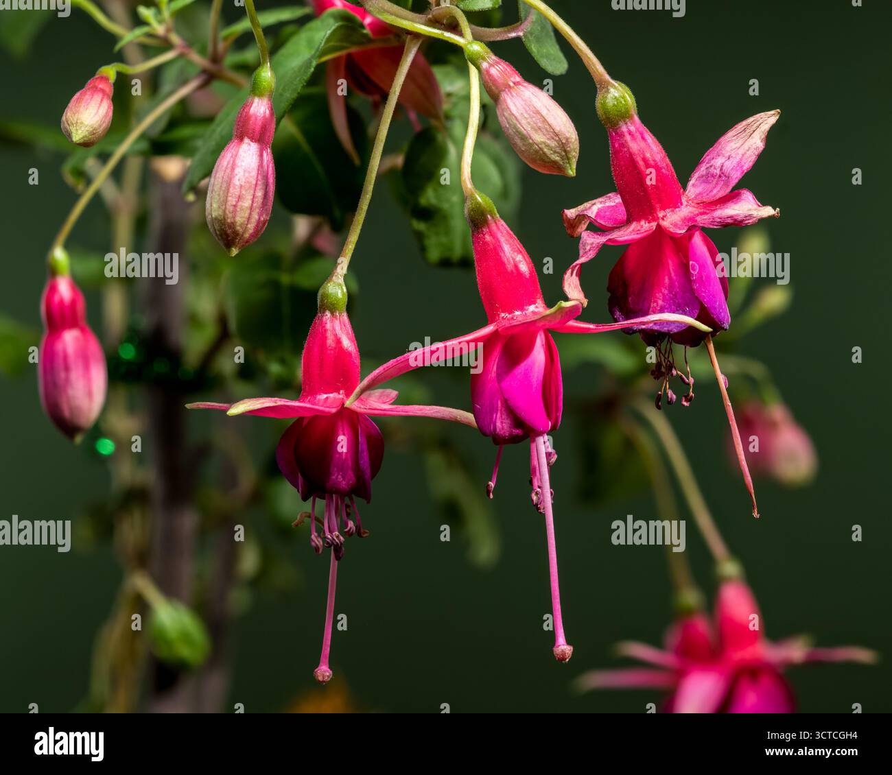 Fiori fucsia appesi con sfondo verde scuro Foto Stock