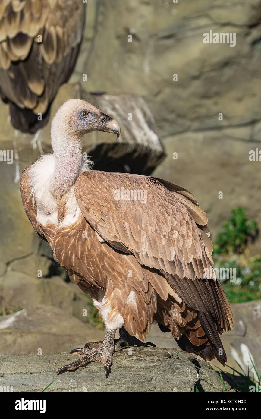 Avvoltoio griffon eurasiatico, (Gyps fulvus), in piedi su una roccia, in una giornata di sole, guardando indietro Foto Stock