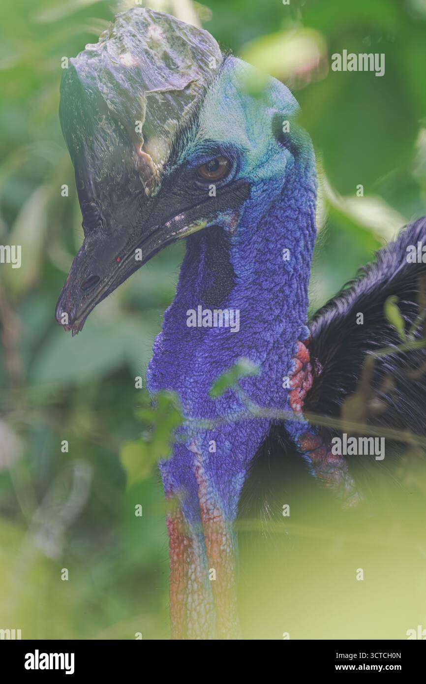 Cassowary meridionale, (casuarius casuarius), ritratto verticale della testa mimetizzato tra la fitta vegetazione Foto Stock
