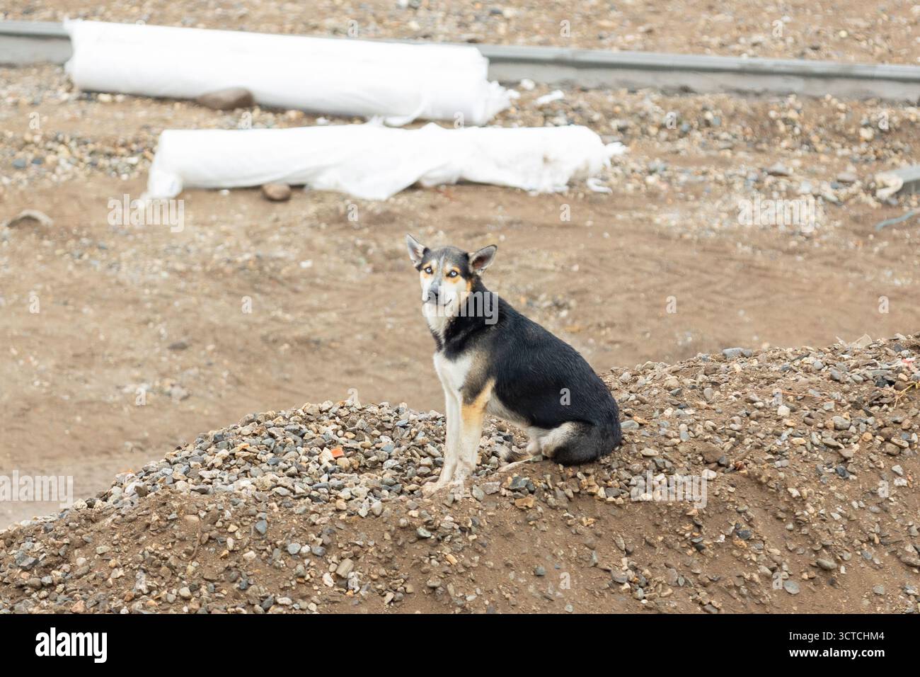 Un cane di razza mista che siede all'aperto su un mucchio di pietre Foto Stock