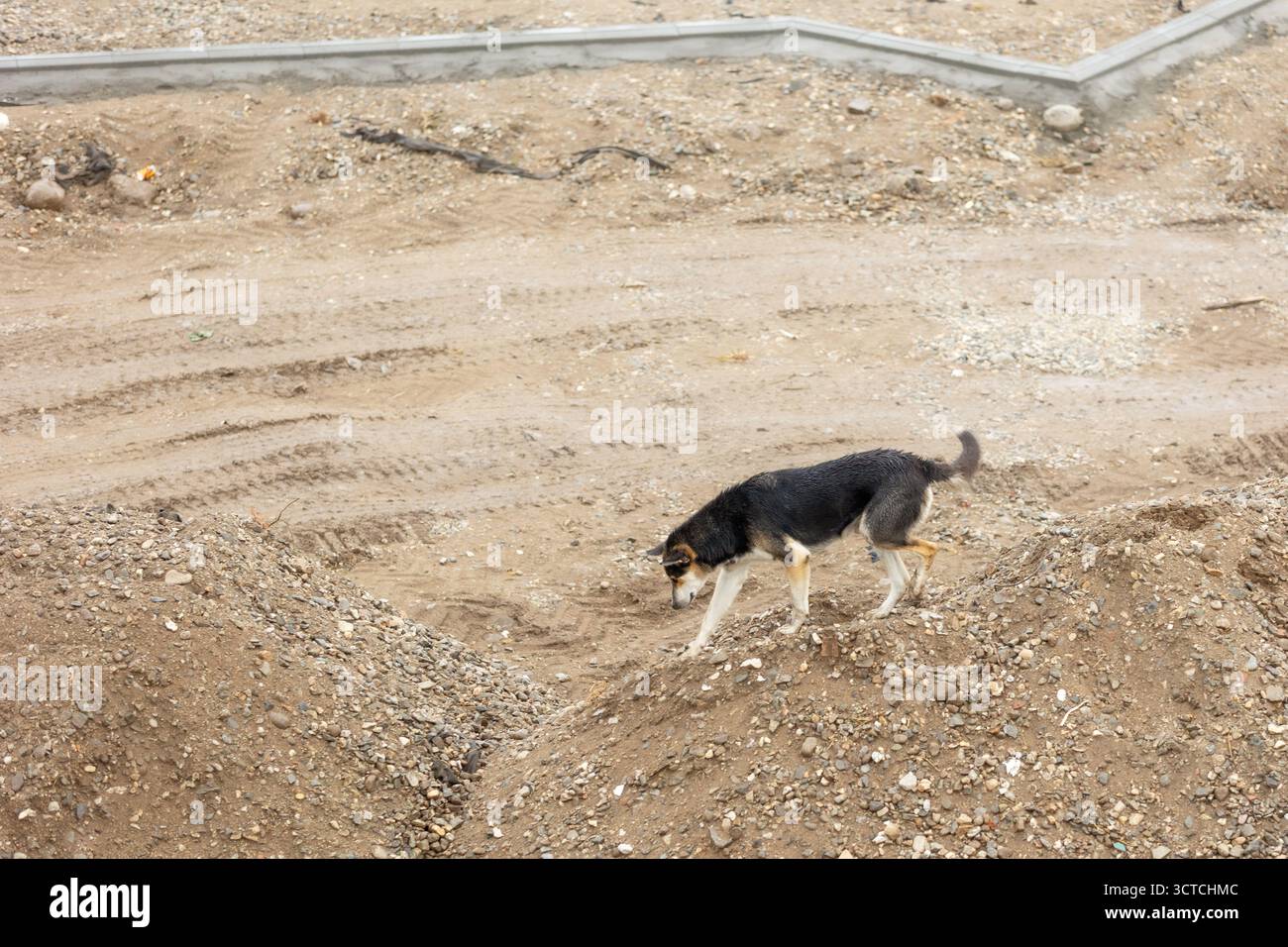 Un cane di razza mista che cammina all'aperto su un mucchio di pietre Foto Stock