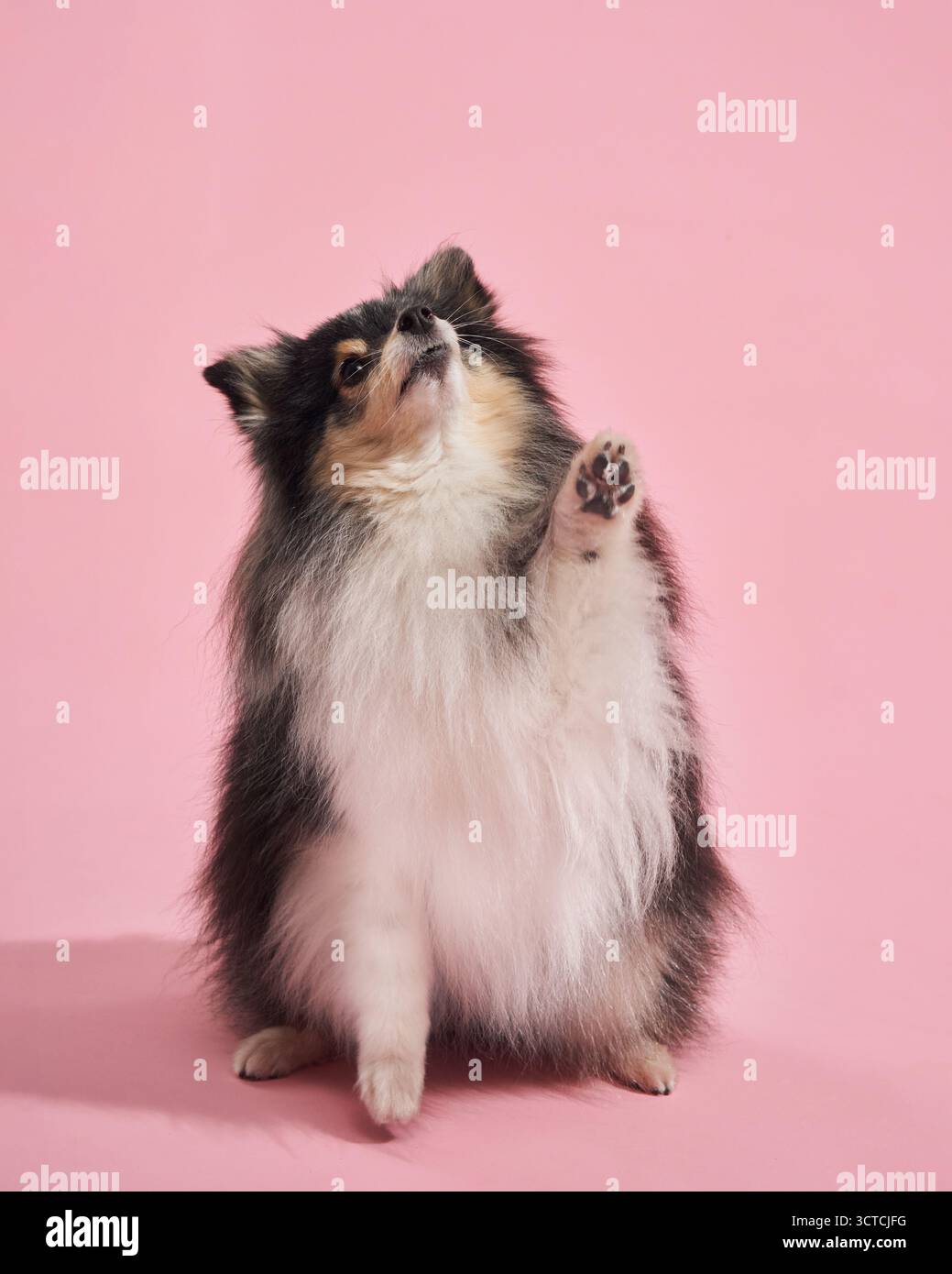 Sheltie è in posizione verticale sulle zampe posteriori, raggiungendo una zampa. Lo sfondo rosa tenue mette in risalto il suo movimento vivace. Foto Stock