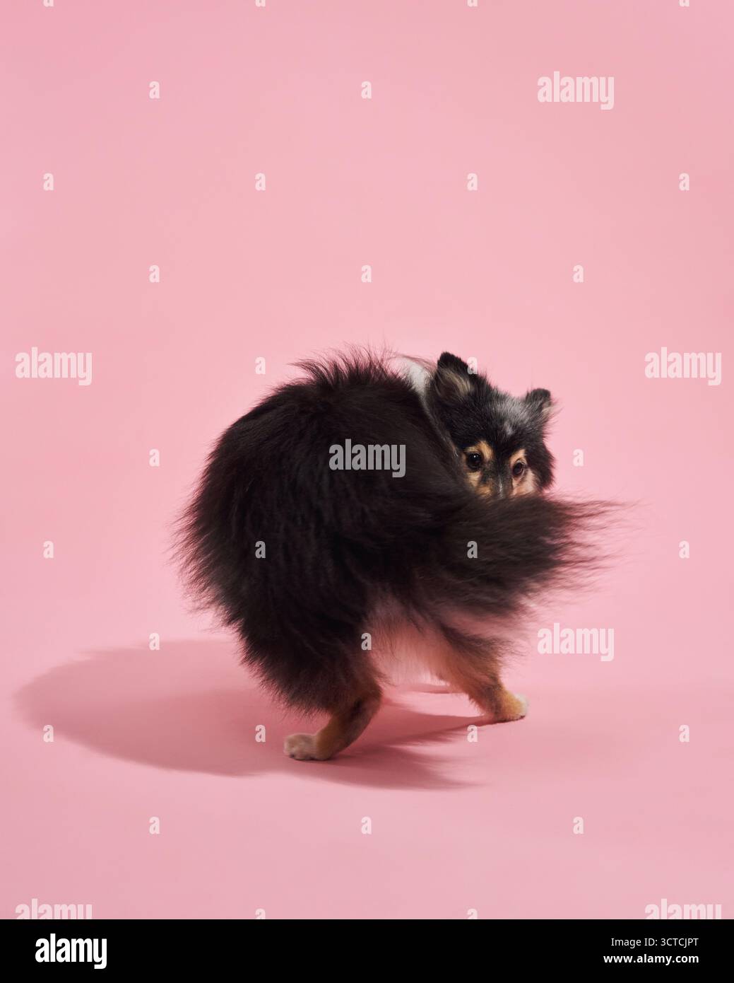Sheltie è in piedi con il corpo inclinato e la testa girata. Lo sfondo rosa ammorbidisce l'elegante cappotto. Foto Stock