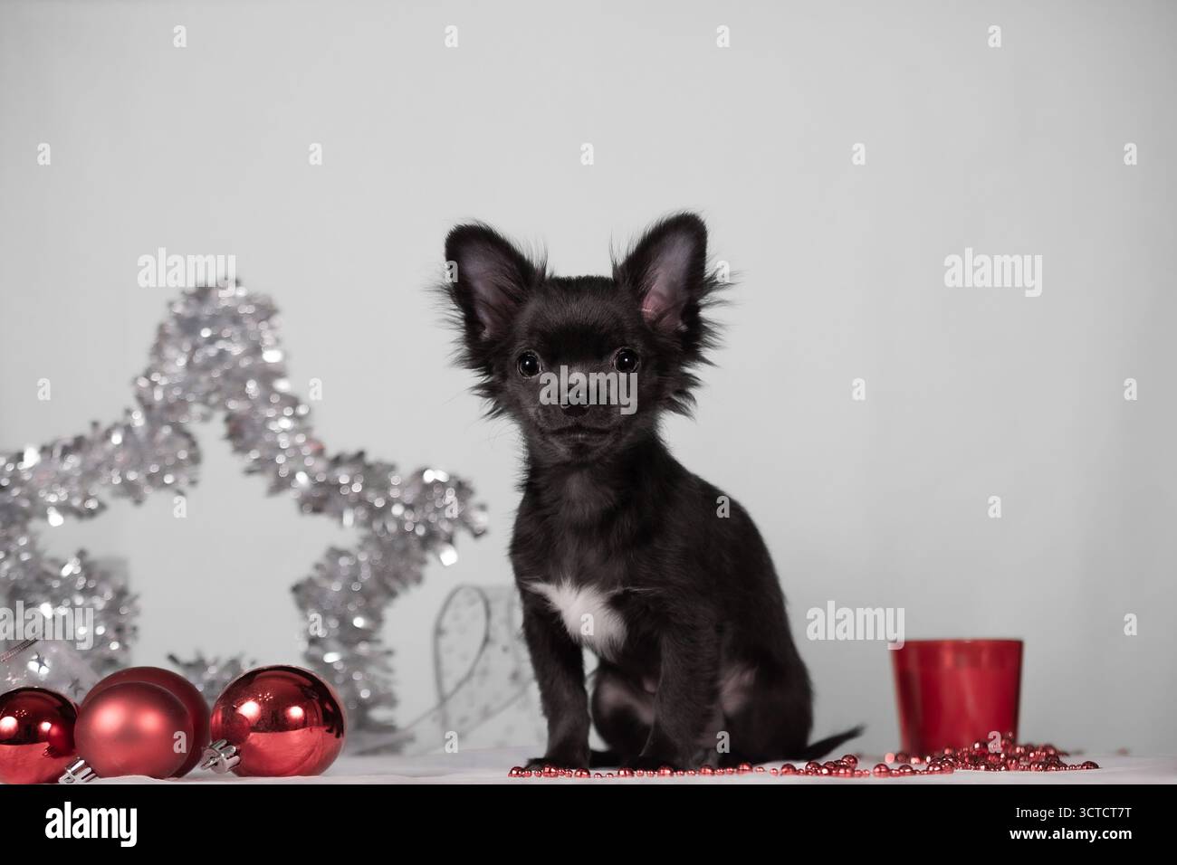 Cucciolo in chihuahua nero in posa sul lato destro, stella in tinsel argentata a sinistra, baule rosse in primo piano, sfondo bianco in studio, scena festosa. Foto Stock