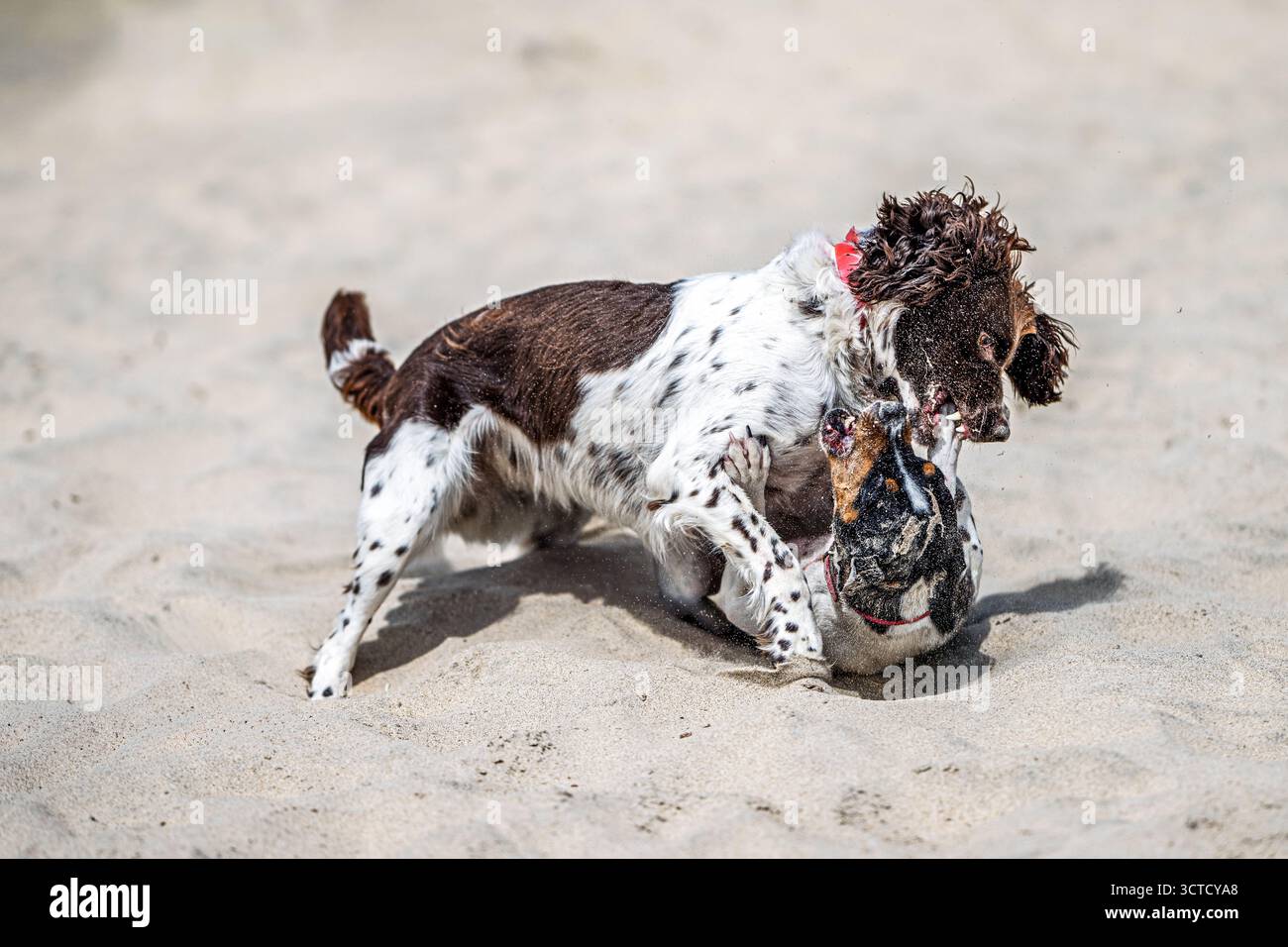 Due cani giocosi si divertono in una spiaggia sabbiosa in Spagna, creando una scena piena di energia ed emozioni sotto il sole della costa. Foto Stock