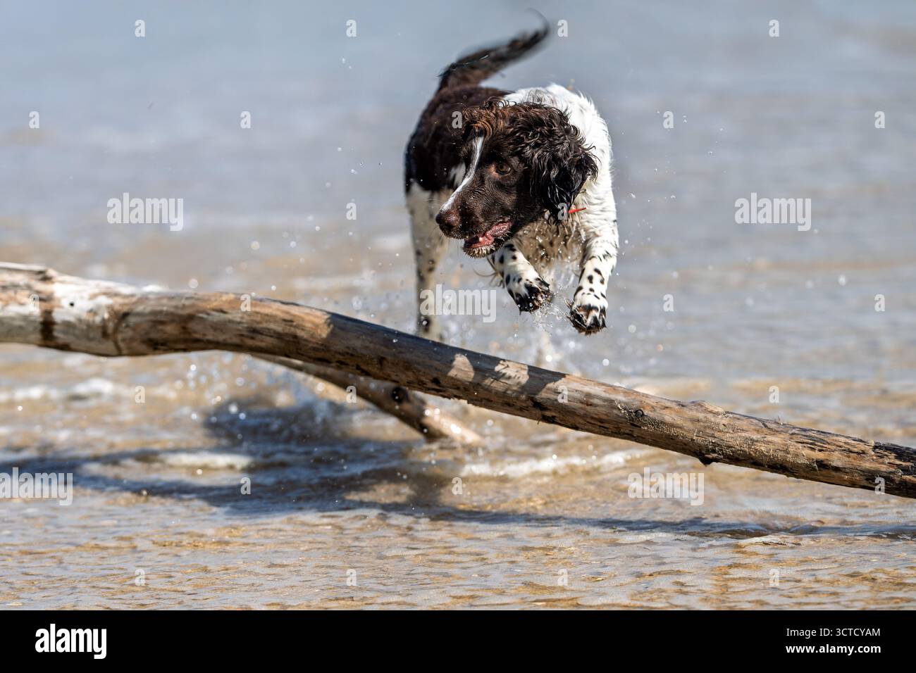 Un energico Springer Spaniel inglese sorvola sulla riva dell'acqua, spruzzando attraverso il surf con un cappotto marrone e bianco e una colla rossa Foto Stock