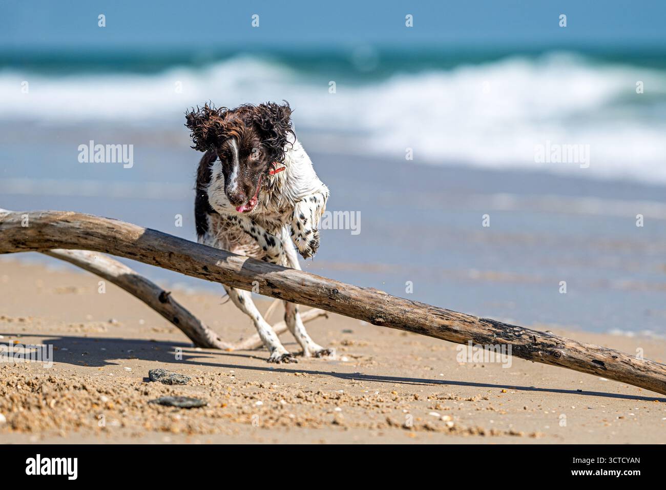 Uno Springer Spaniel inglese con un cappotto marrone e bianco salta sulla riva, godendosi un momento di agilità ed eccitazione in riva al mare. Foto Stock