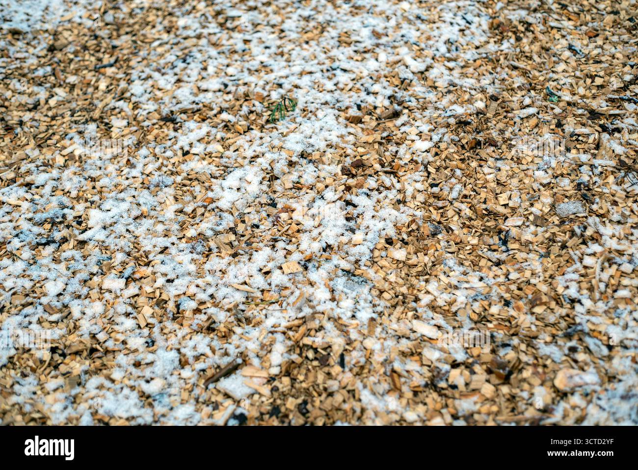 trucioli di legno sparsi sul terreno e leggermente ricoperti di neve Foto Stock