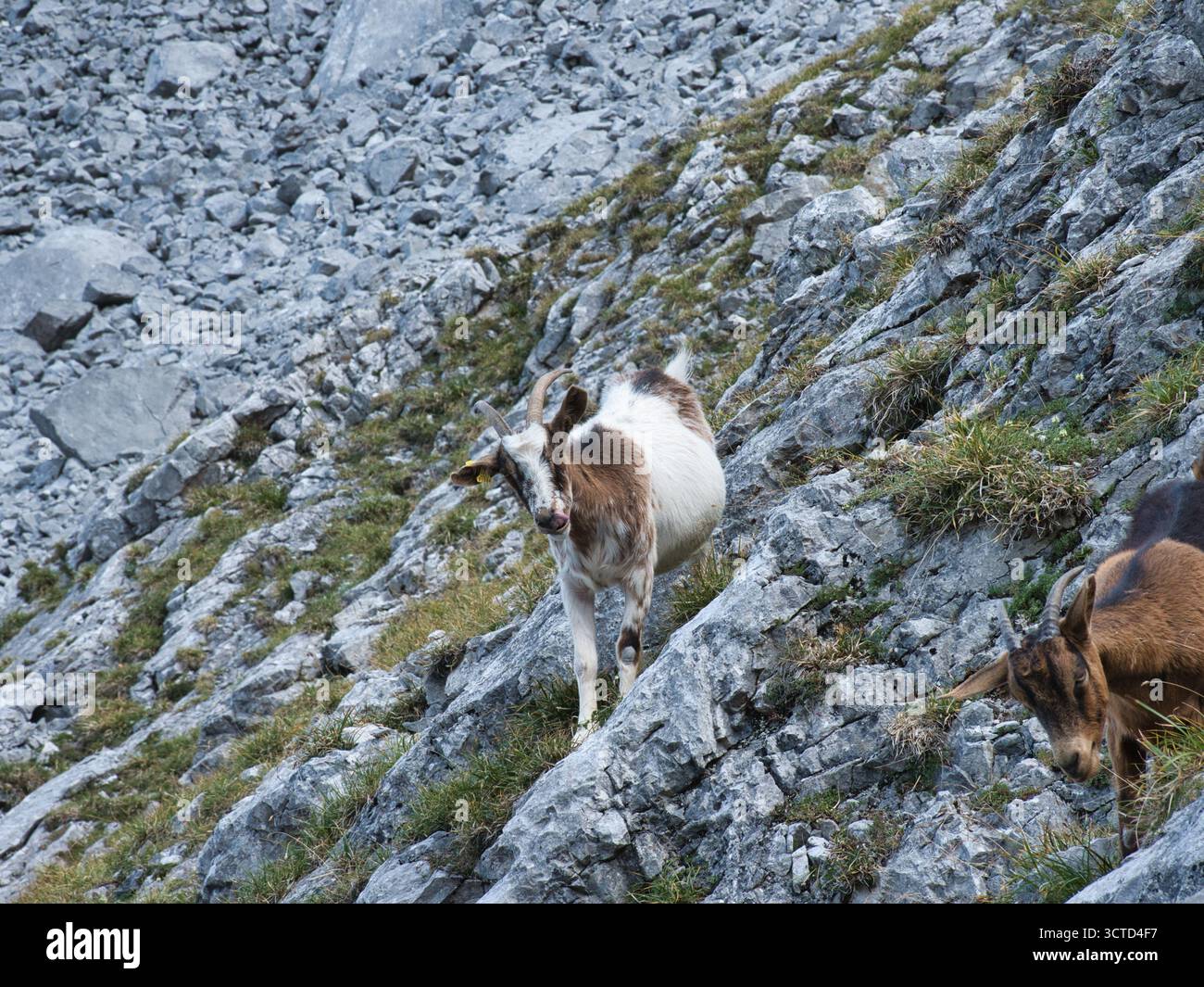 Capra di montagna arrampicata su un ripido pendio roccioso in un paesaggio di alta quota - capra selvaggia bianca e marrone nel suo aspro habitat naturale di calcare Foto Stock