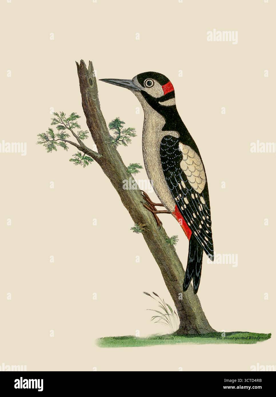 Il picchio maculato più grande (Dendrocopos Major) qui come Picus varius Major. Da ' Una storia naturale degli uccelli : illustrato con centouno lastre di rame, curiosamente incise dalla vita ' di Albin, Eleazar, attivo 1713-1759, autore, illustratore, Colorist, editore pubblicato nel 1731 Foto Stock