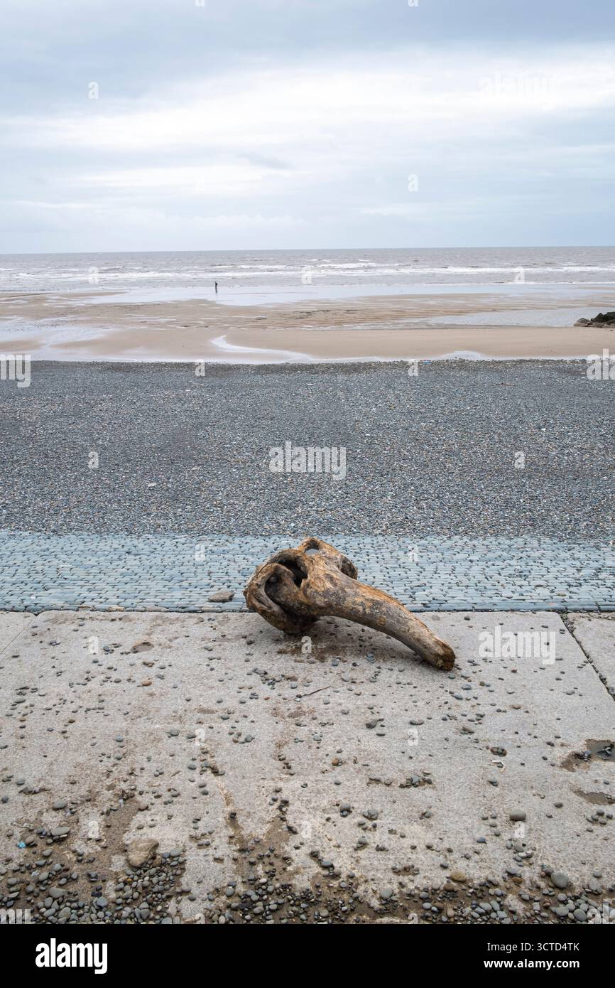 Lasciati trasportare dal legno sulle difese costiere in cemento di Rossall Beach, Cleveleys, Lancashire, Regno Unito, lavate da Storm Amy Foto Stock