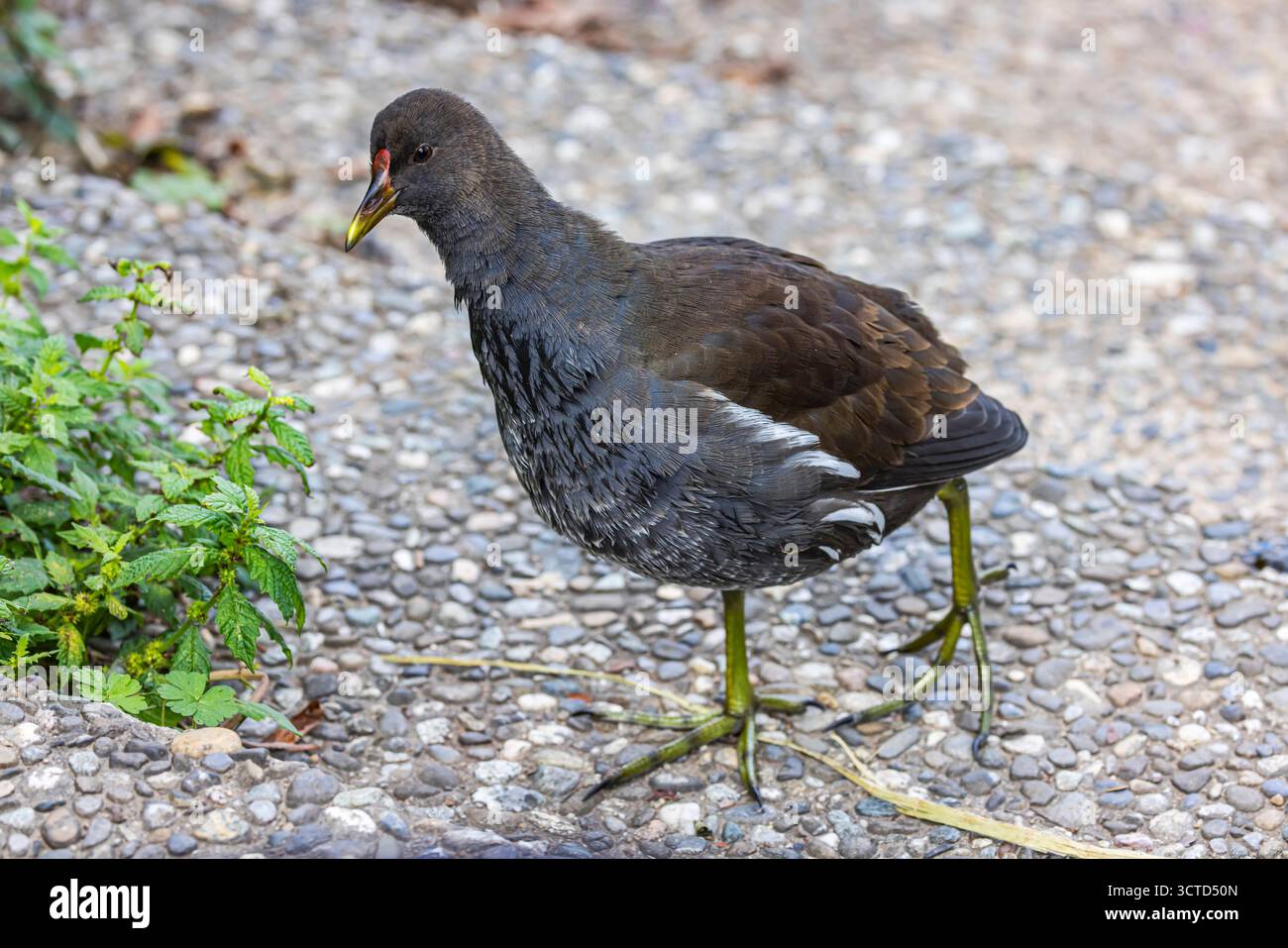 Neubaustrecke der Bahn von Wendlingen nach Ulm. Streckenabschnitt bei Kirchheim unter Teck mit ICE und Zug der Westbahn. // 02.10.2025. Kirchheim unter Teck, Baden-Württemberg, Deutschland *** nuova linea ferroviaria da Wendlingen a Ulm, vicino a Kirchheim unter Teck con ICE e Westbahn 02 10 2025 Kirchheim unter Teck, Baden Württemberg, Germania Foto Stock