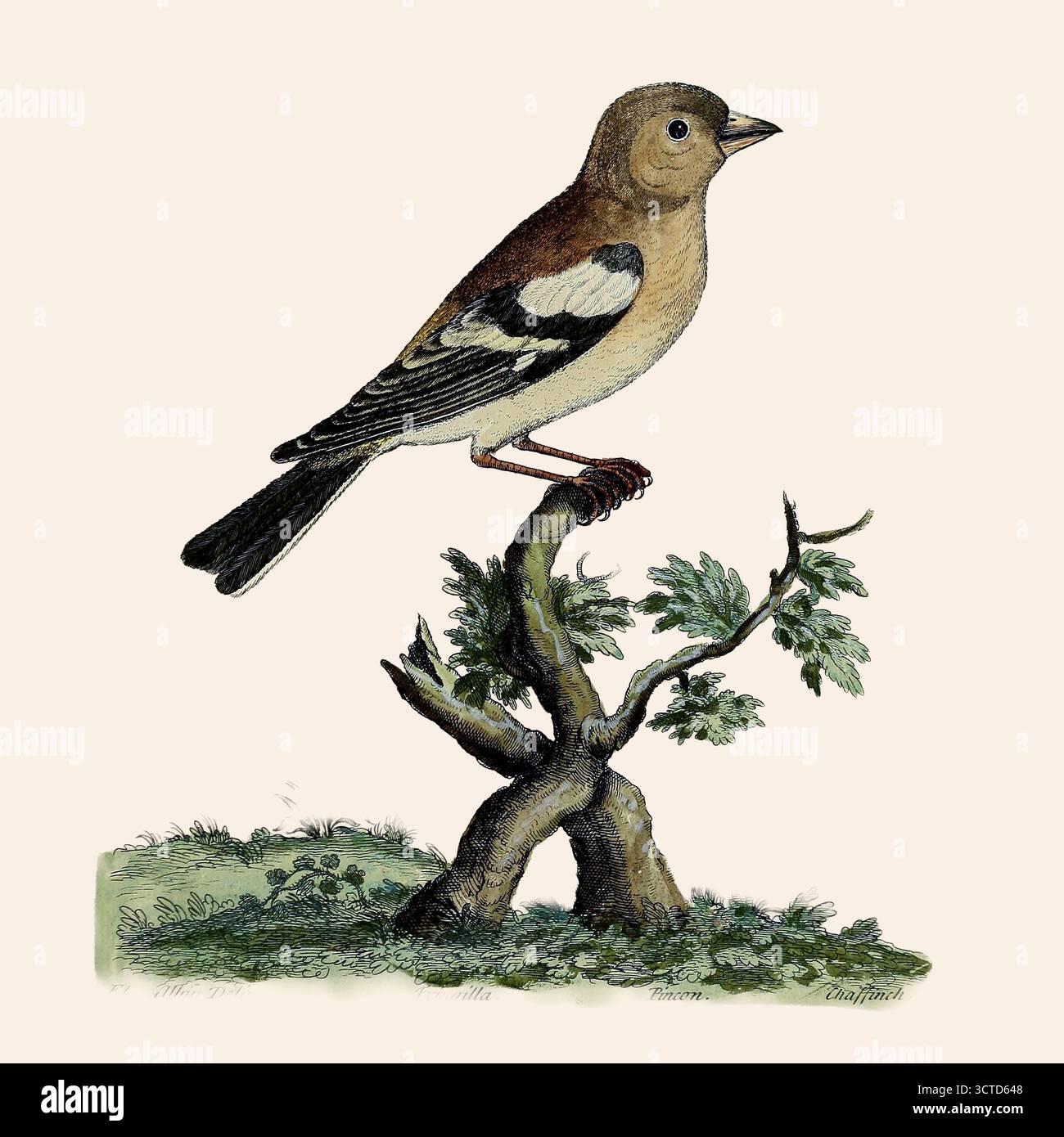 Lo chaffinch eurasiatico femminile, lo chaffinch comune o semplicemente lo chaffinch (Fringilla coelebs) è un piccolo uccello passerino comune e diffuso nella famiglia finch. Da ' Una storia naturale degli uccelli : illustrato con centouno lastre di rame, curiosamente incise dalla vita ' di Albin, Eleazar, attivo 1713-1759, autore, illustratore, Colorist, editore pubblicato nel 1731 Foto Stock