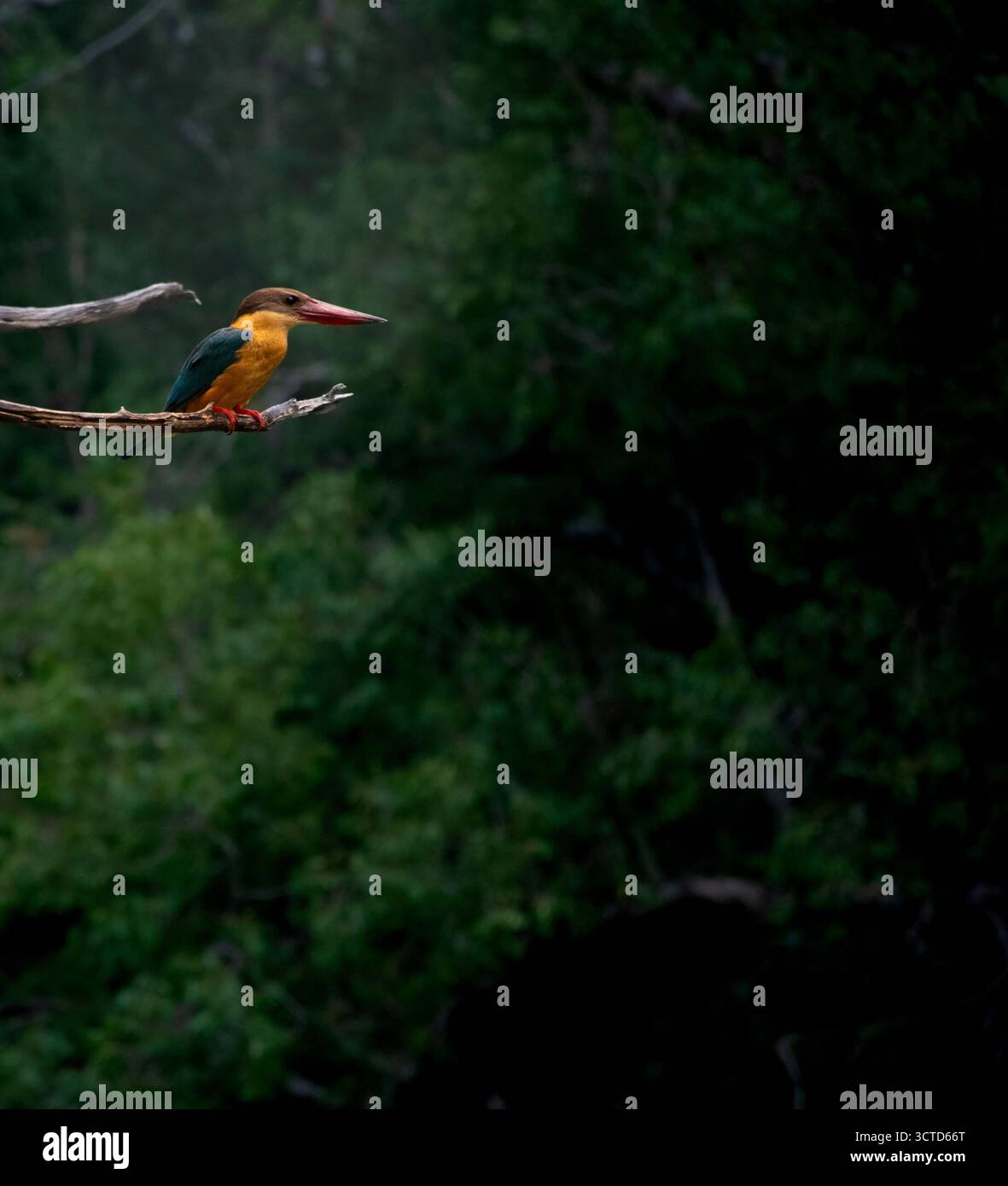 Storkbilled kingfisher Foto Stock