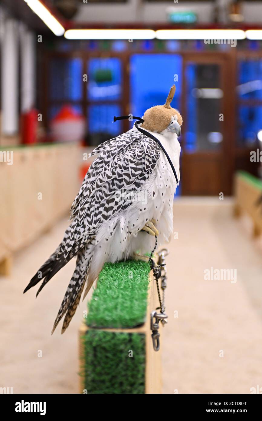 Qatar, Doha: Mercato falcon al Souk Waqif. Uccello rapace incappucciato sul suo persico Foto Stock