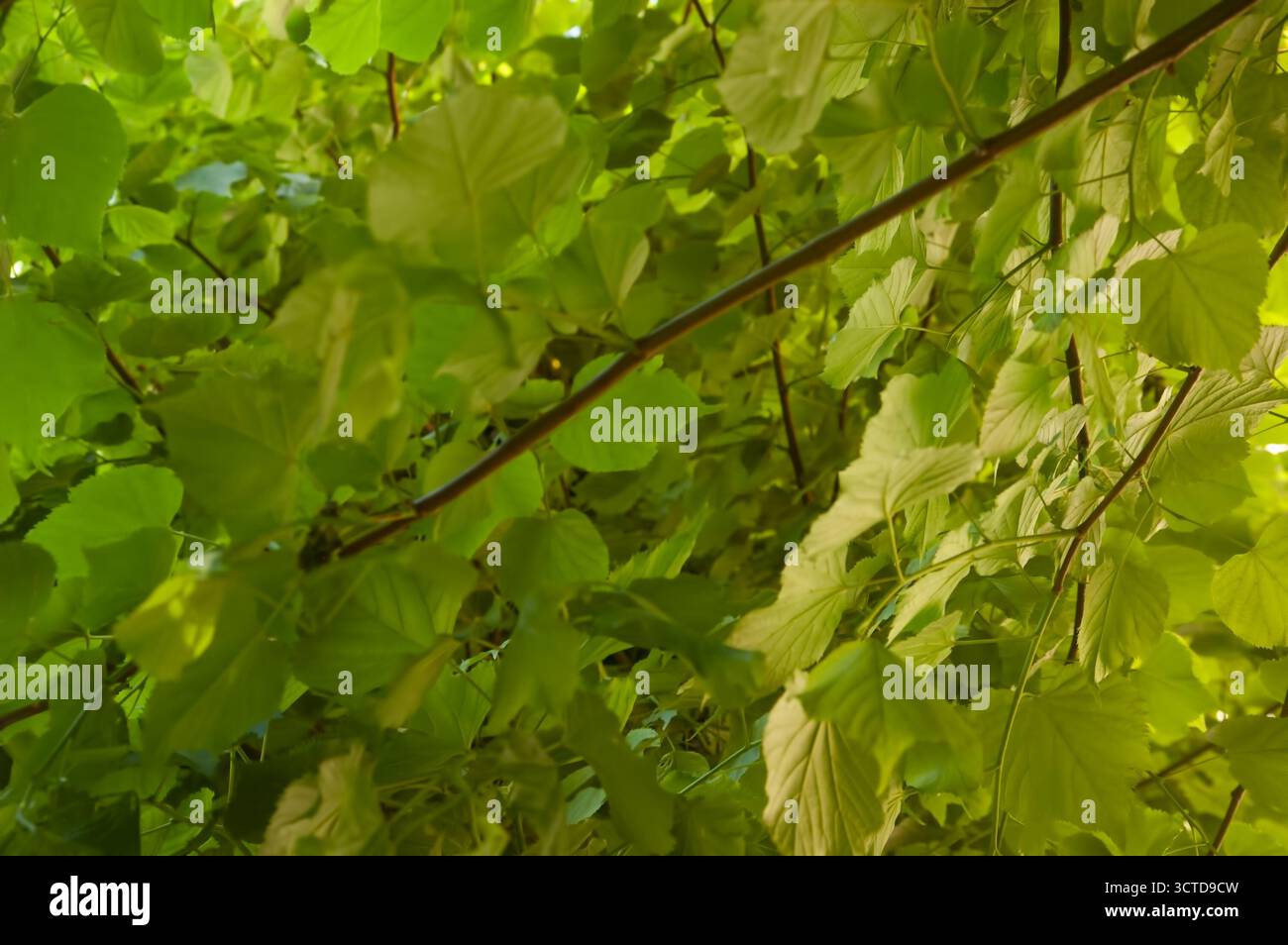 Foglie verdi dense di tiglio sui rami che riempiono l'intera cornice, creando uno sfondo lussureggiante. Foto Stock