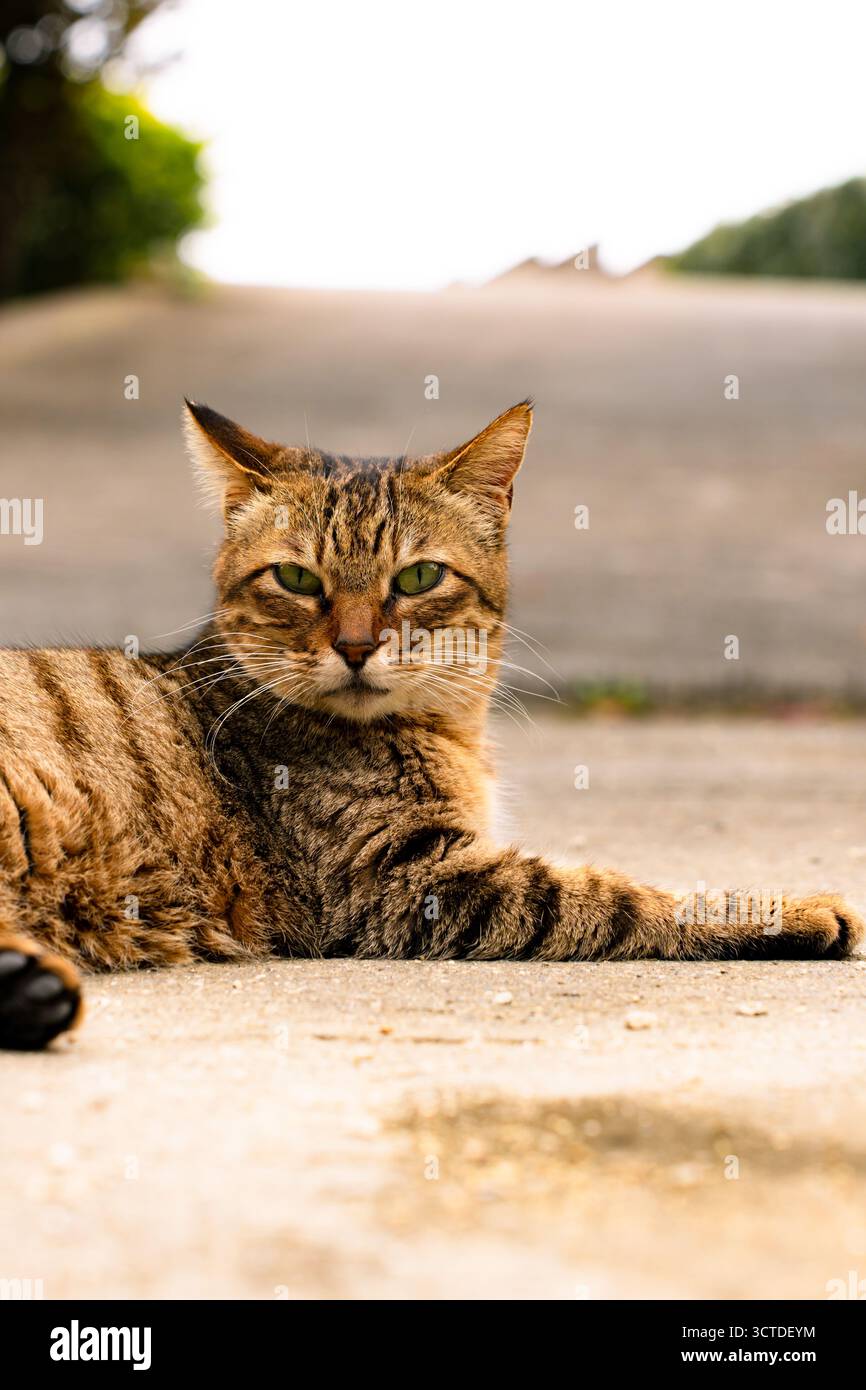 Un gatto tabby marrone con occhi verdi distesi sul marciapiede sotto luce soffusa a Okinawa, in Giappone. Foto Stock
