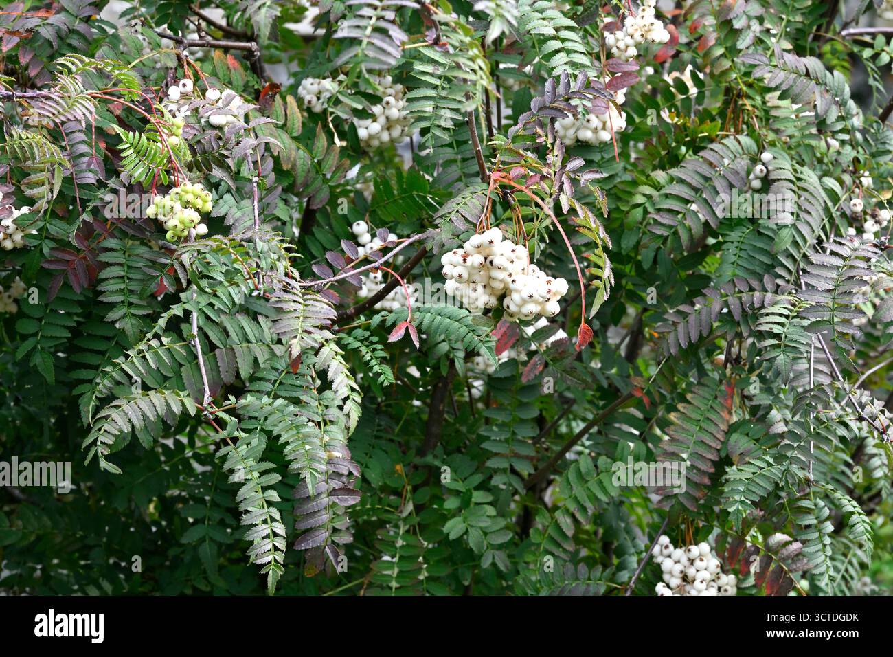Bacche bianche e fogliame autunnale di arbusti rowan, sorbus frutescens, UK Garden settembre Foto Stock