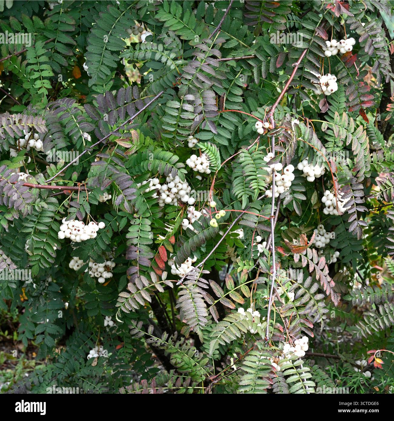 Bacche bianche e fogliame autunnale di arbusti rowan, sorbus frutescens, UK Garden settembre Foto Stock