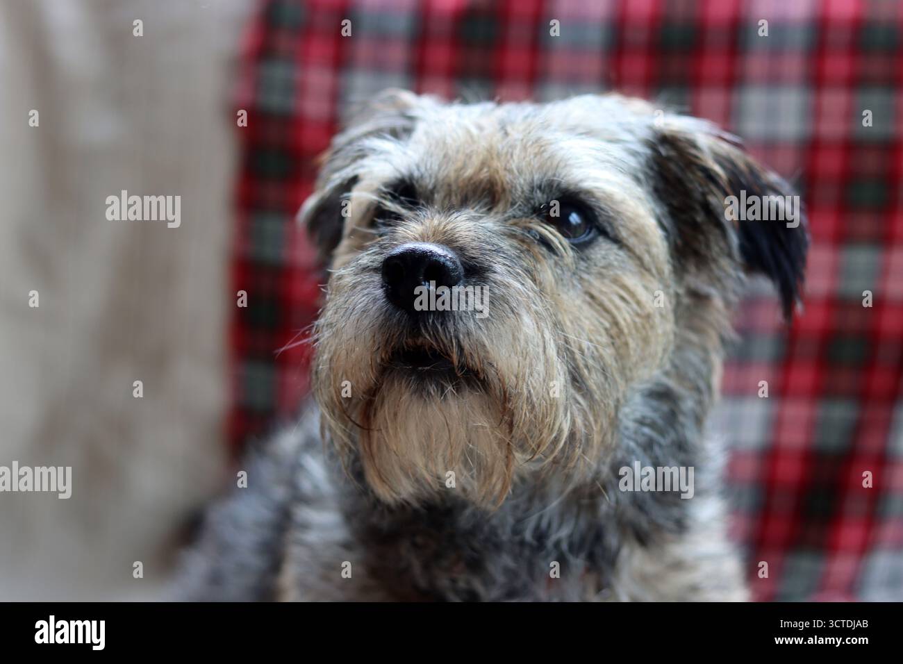 Ritratto di un simpatico cane Border Terrier seduto sul divano. Tartan plaid su uno sfondo Foto Stock