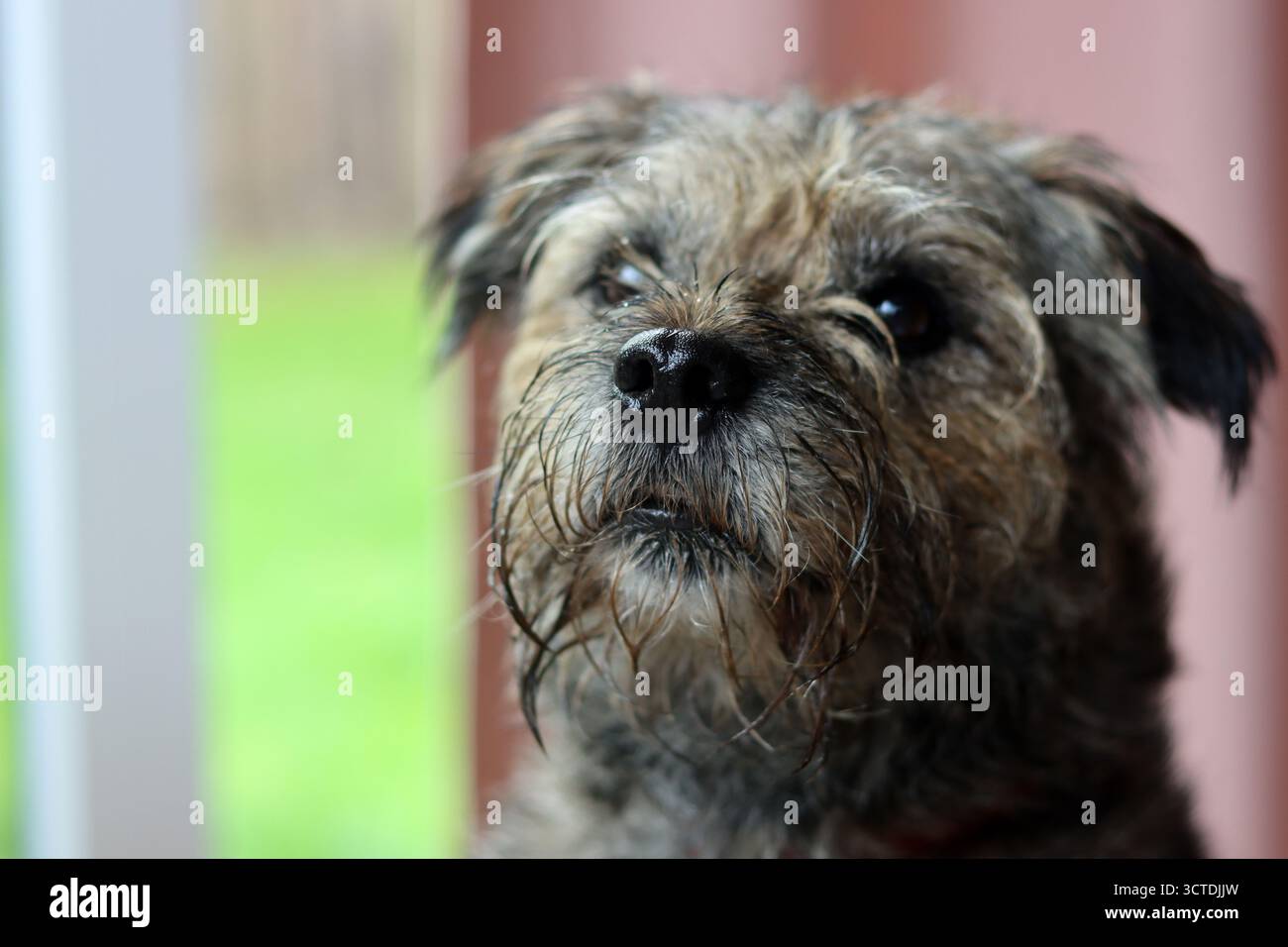 Primo piano ritratto del cane Border Terrier Foto Stock