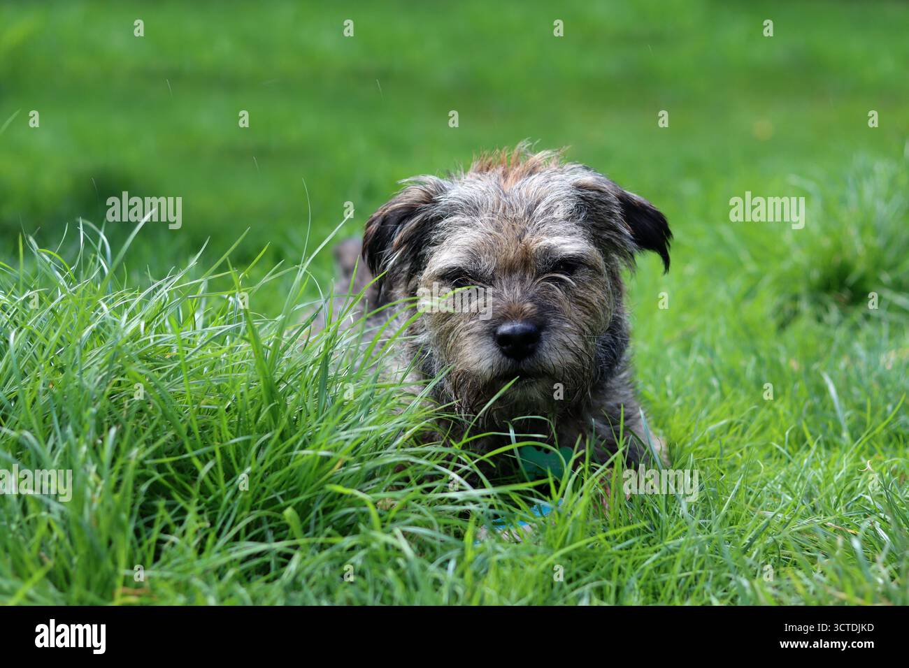 Il cane Border Terrier gioca con un giocattolo in giardino Foto Stock