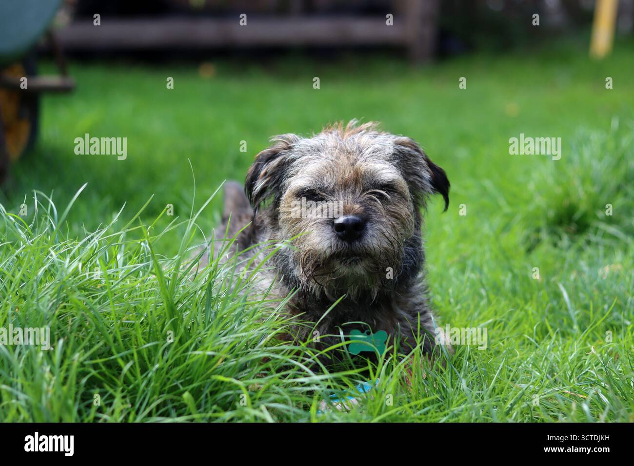 Primo piano ritratto del cane Border Terrier Foto Stock