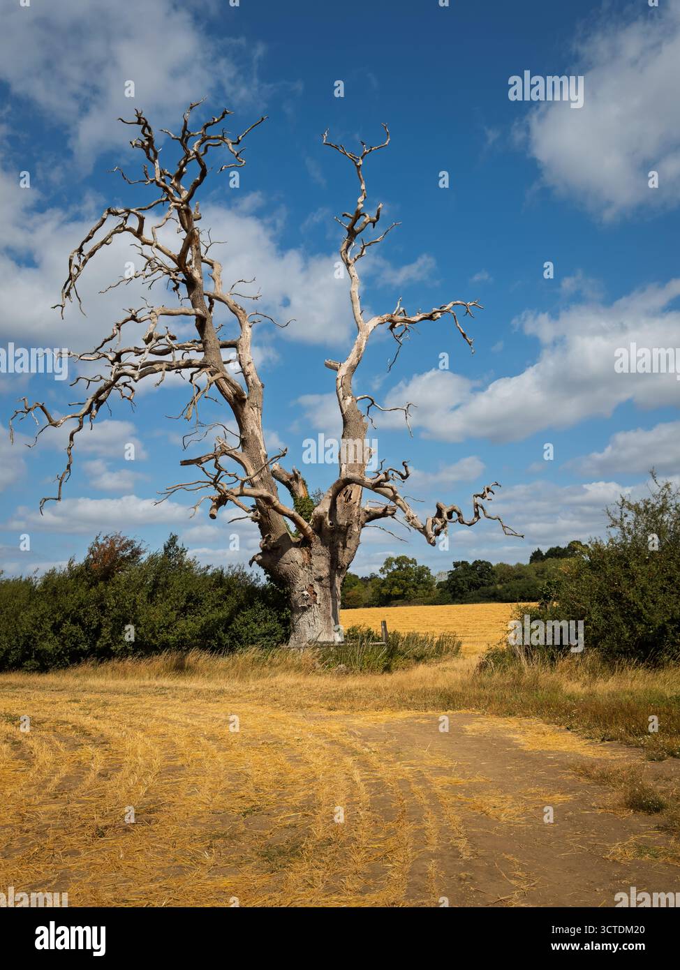 Colpire l'albero morto. - Immagine stock catturata con smartphone