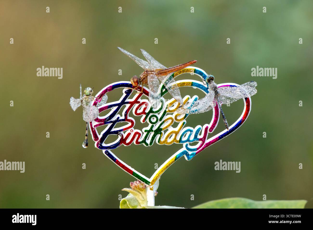 Dragonfly seduto sul logo di compleanno in inverno Foto Stock