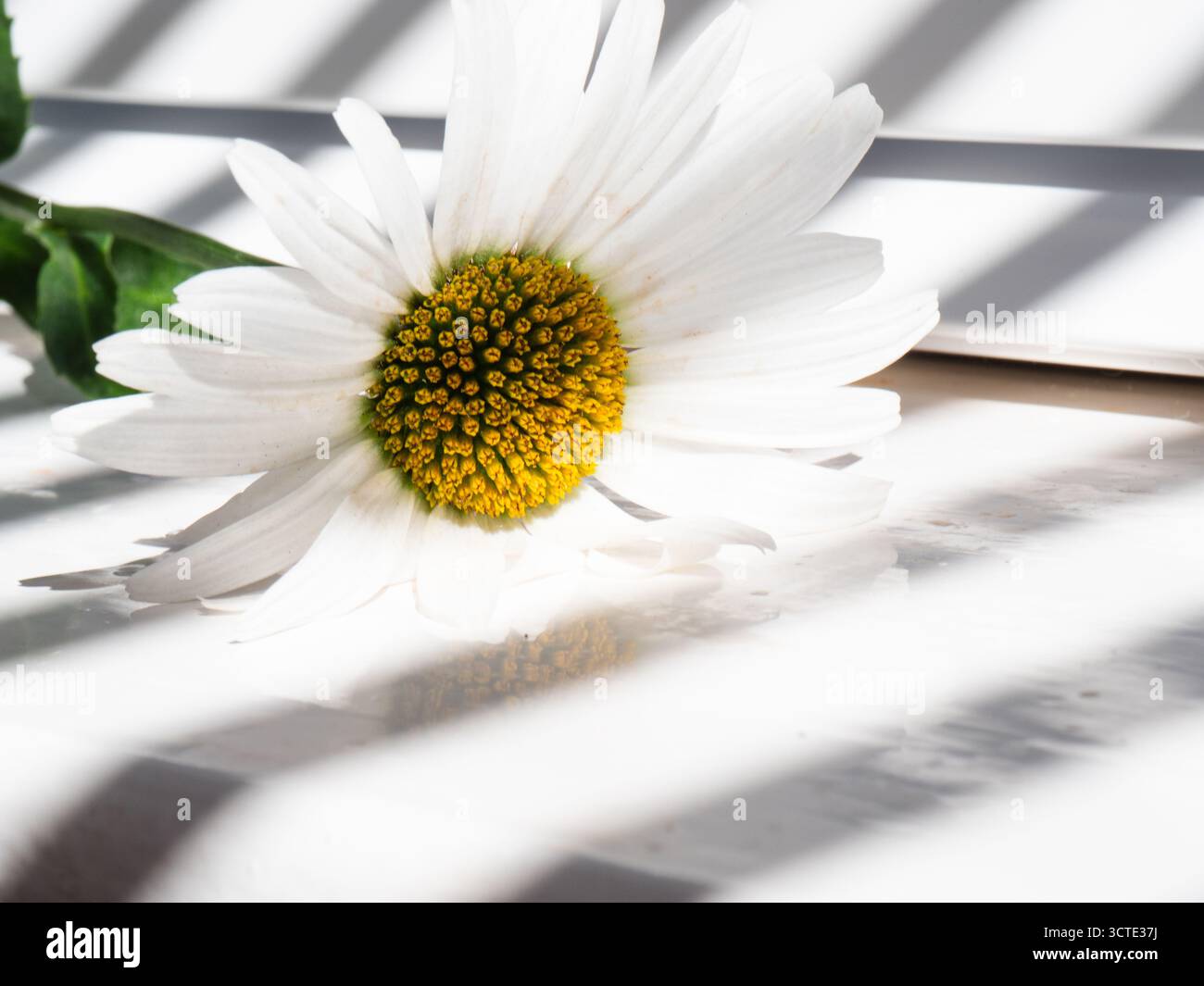 Grande fiore a margherita con petali bianchi in una luce finestra dappata Foto Stock