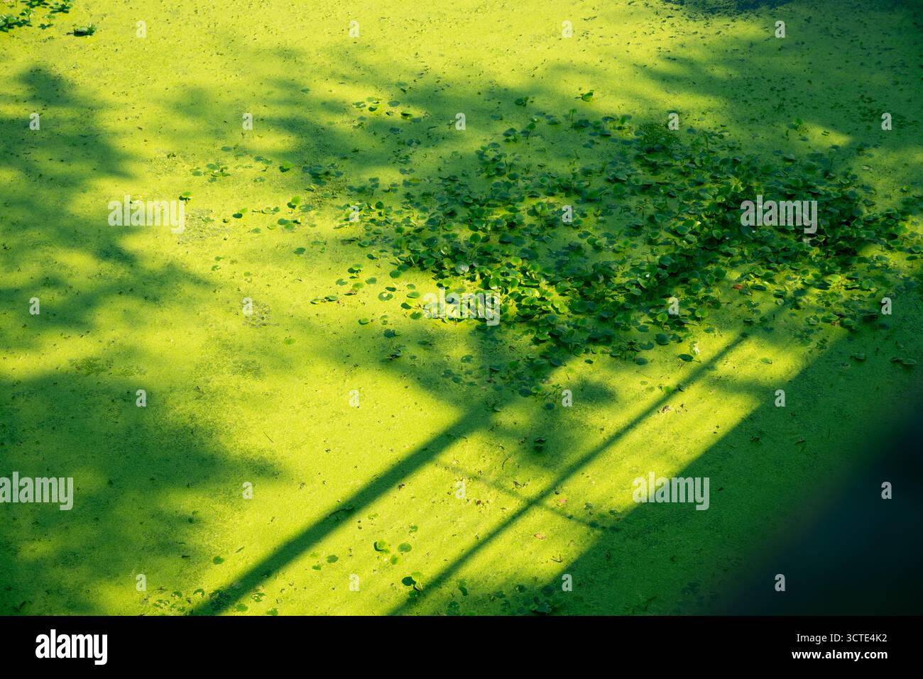 Erba anatra verde sotto il sole Foto Stock