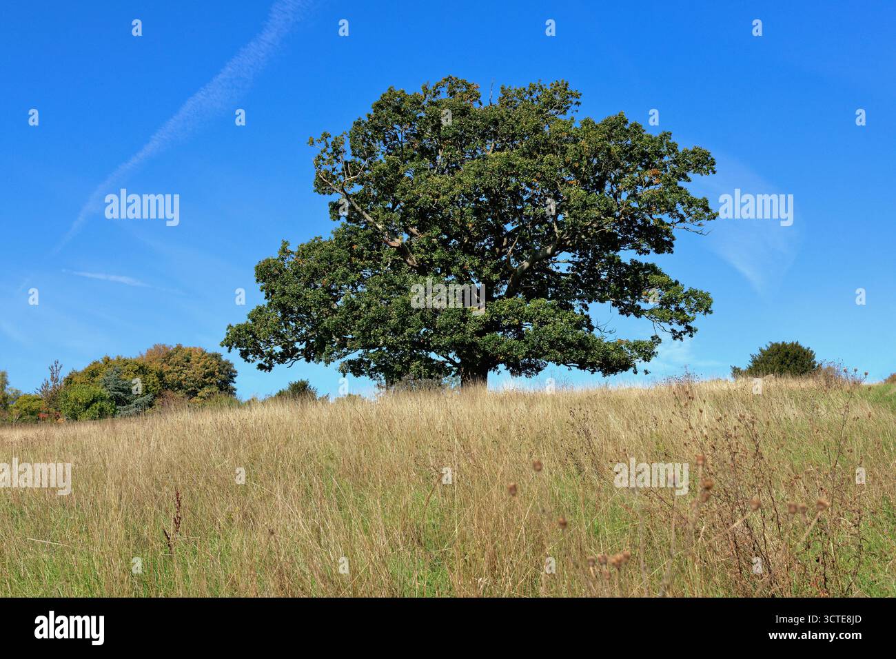 Quercia inglese, Quercus robur sullo skyline, contro un cielo autunnale blu Ranmore Common Dorking Surrey Inghilterra Regno Unito Foto Stock
