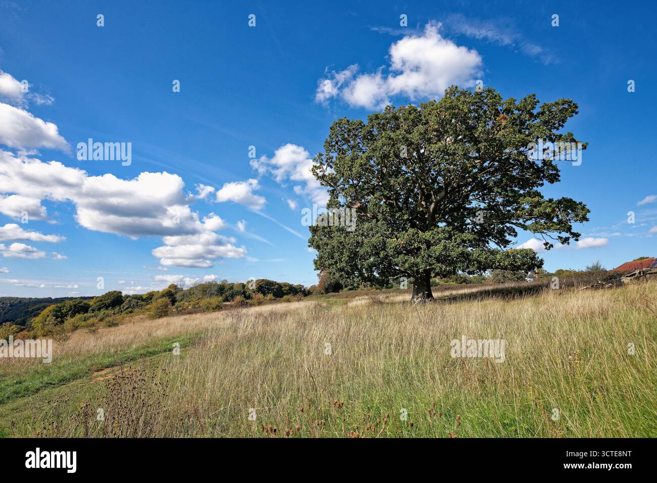 Quercia inglese, Quercus robur sullo skyline, contro un cielo autunnale blu Ranmore Common Dorking Surrey Inghilterra Regno Unito Foto Stock