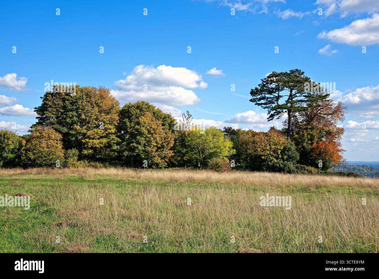 Una fila di vari alberi contro un cielo blu in un campo di Ranmore Common in un giorno autunnale di sole vicino a Dorking Surrey Inghilterra Regno Unito Foto Stock