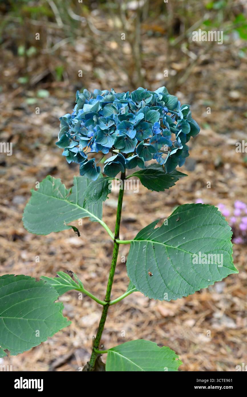 Fiori blu della tarda estate di Hydrangea macrophylla "Renate Steiniger" giardino britannico settembre Foto Stock