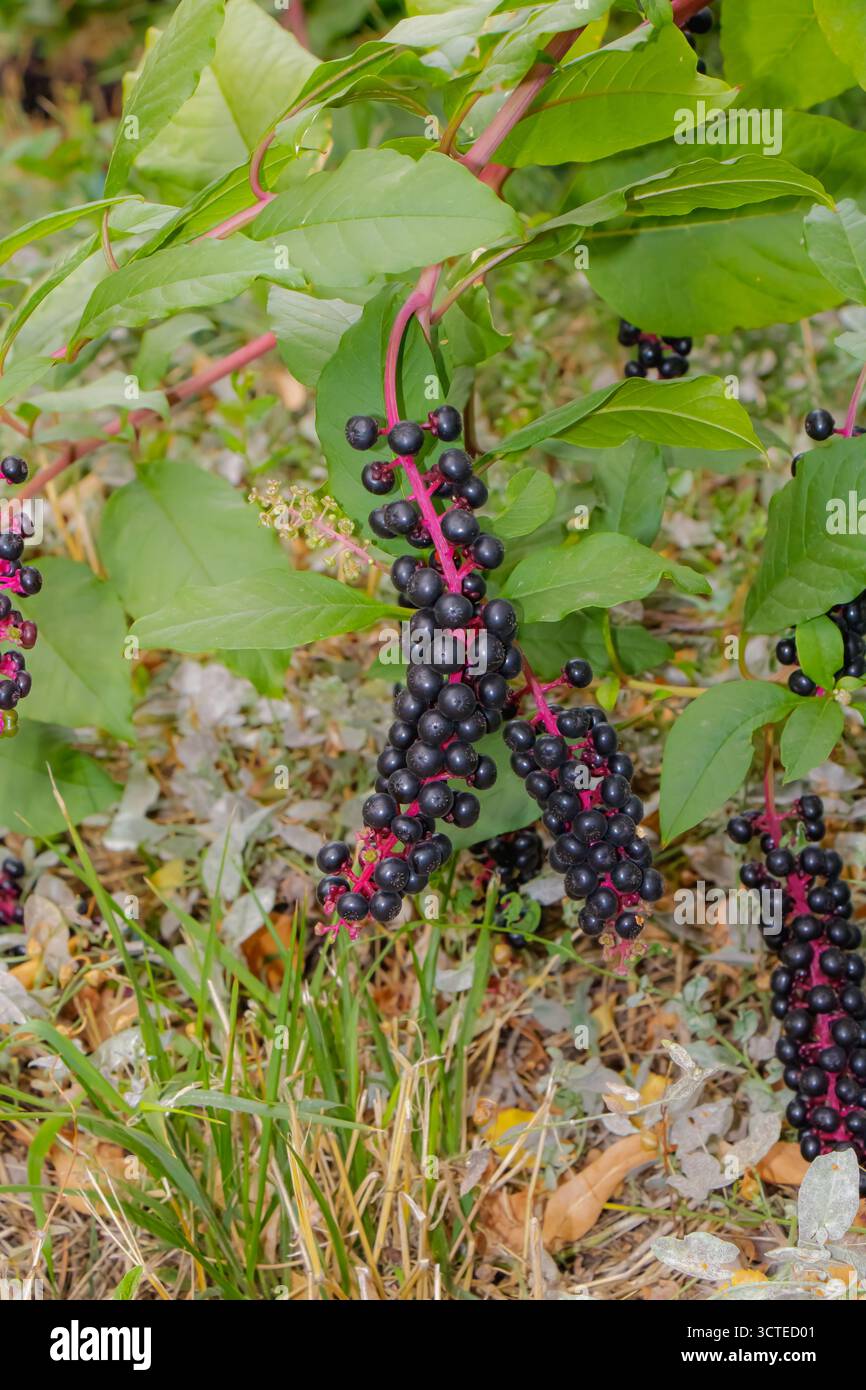 Primo piano di piante di pokeweed con grappoli di bacche nere scure su steli rossi circondati da fogliame verde, catturati in un habitat naturale all'aperto, simbolo Foto Stock