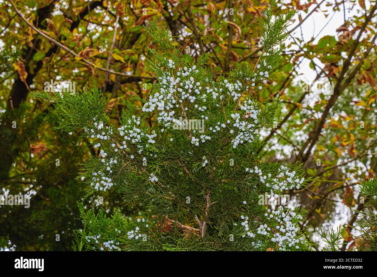 Una vista dettagliata di un ramo di conifere sempreverde con densi aghi verdi e grappoli di bacche bianche, adagiati contro gli alberi autunnali, che mostrano la stagione Foto Stock
