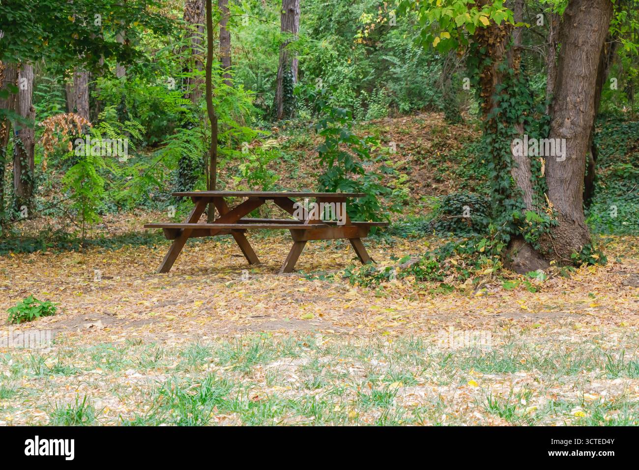 Un tavolo da picnic in legno siede in una tranquilla radura della foresta, circondato da alberi con foglie verdi e autunnali sparse per terra, creando un ambiente tranquillo Foto Stock