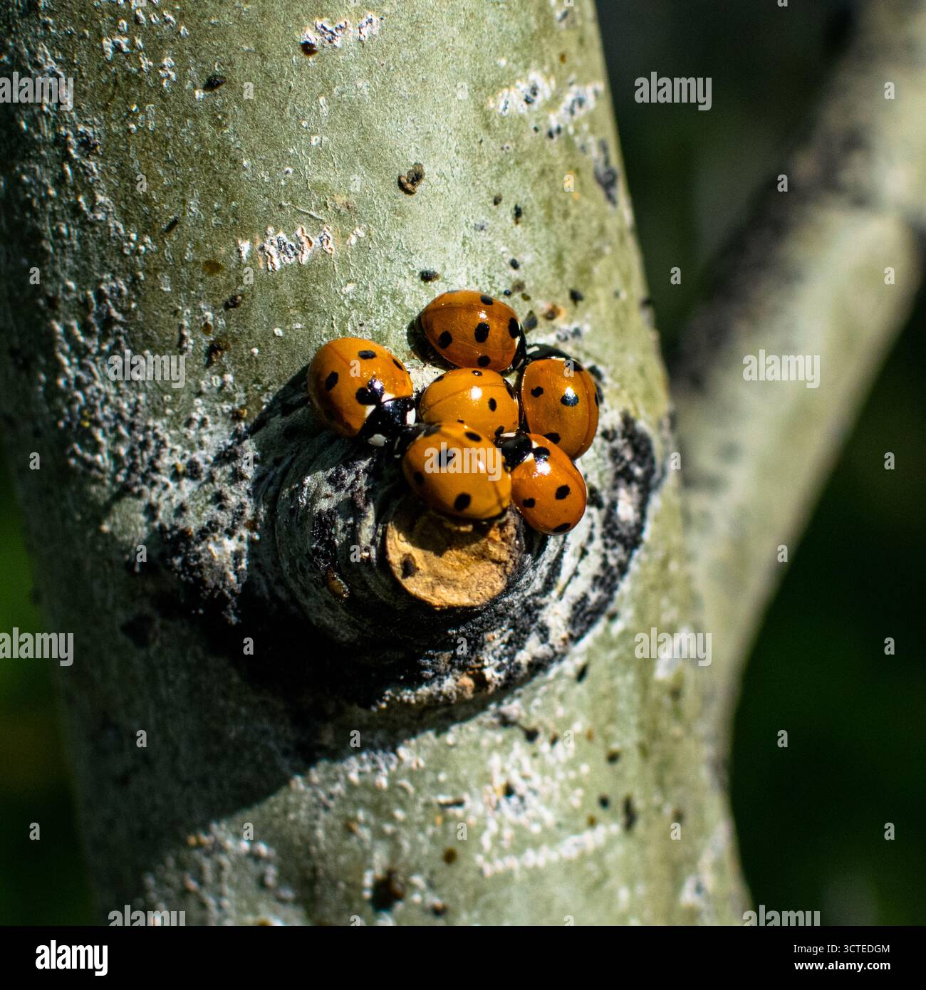 Ladybugs in autunno Foto Stock