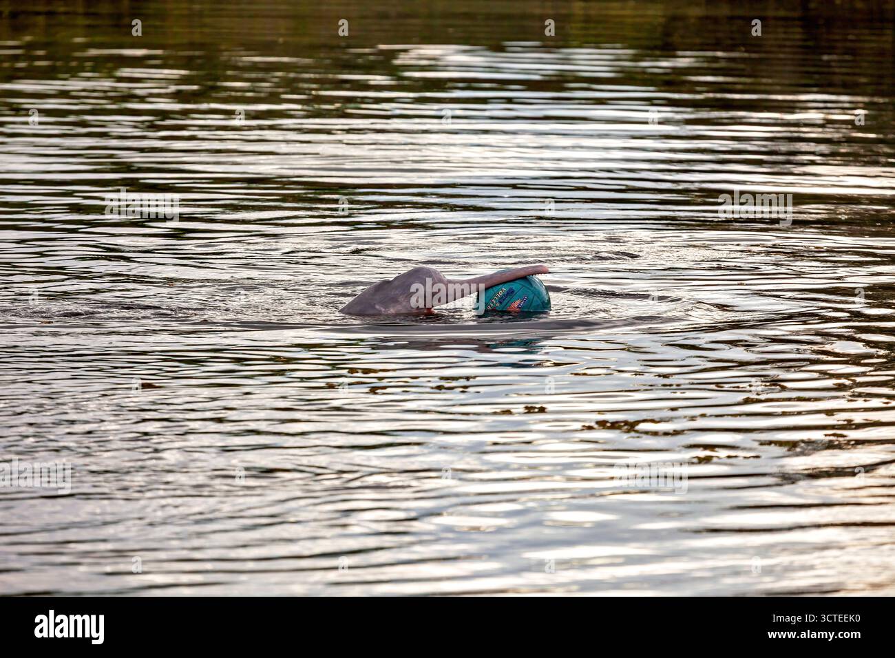 Il delfino del Rio delle Amazzoni boliviense (Inia boliviensis) nelle paludi di Pampas in Bolivia Foto Stock