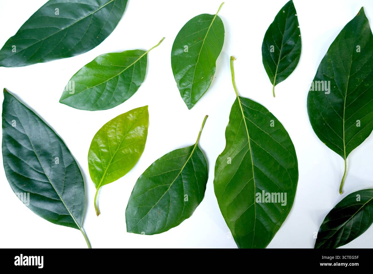 Foglie verdi naturali isolate su sfondo bianco. Foto Stock