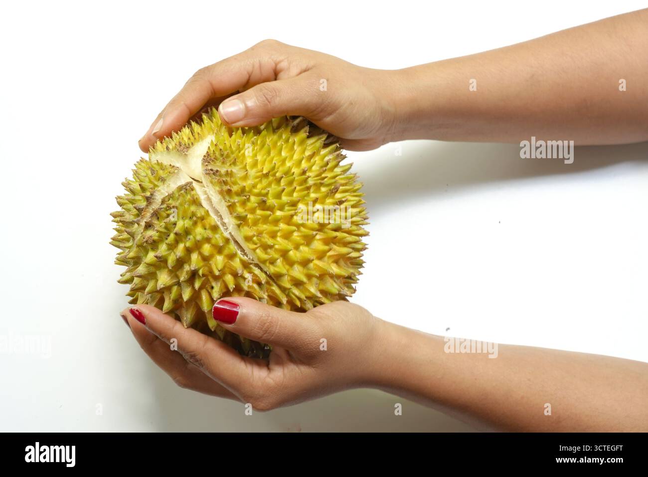 Frutta Durian cruda con pelle spinosa con le mani che tengono il durian su sfondo bianco. Foto Stock