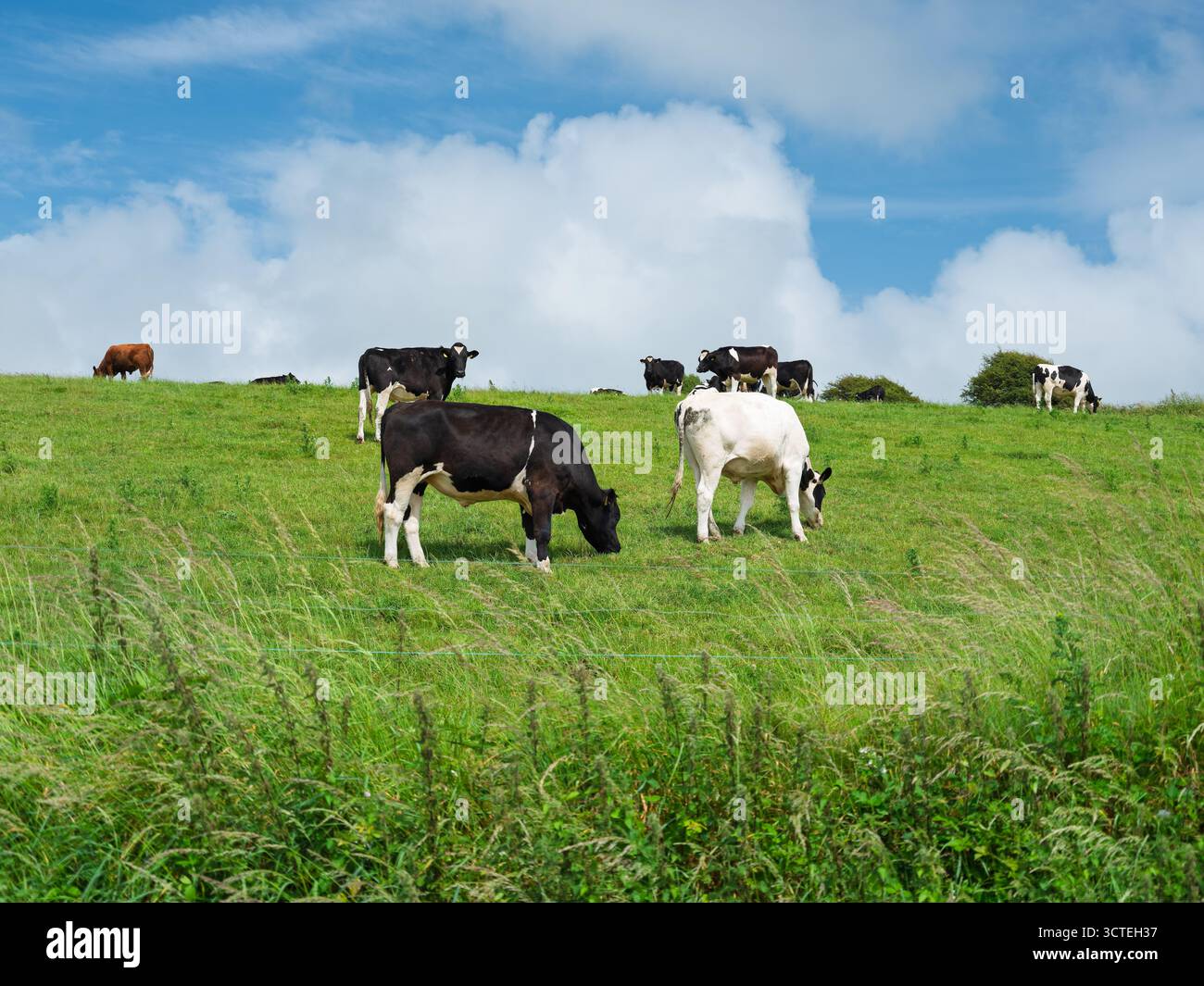Tranquillità rurale, mucche in un pascolo verde sotto un cielo blu. Foto Stock