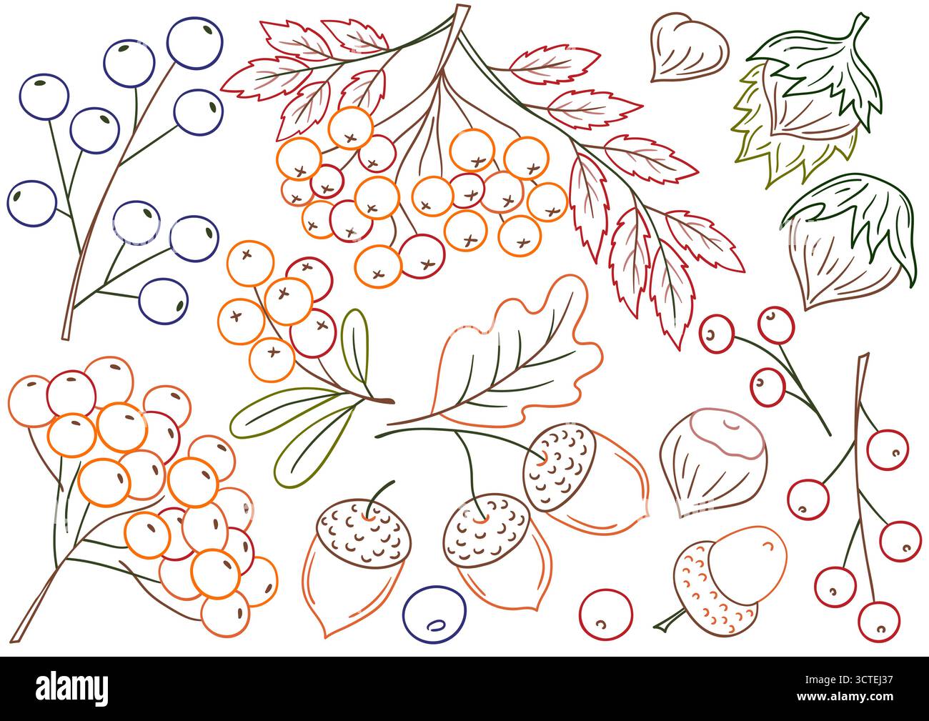Frutta autunnale, frutti di bosco e noci. Serie di illustrazioni in stile disegno a mano. Disegno a mano, contorno colore. Disegna per colorare in base a colori, cartoline. Icona Illustrazione Vettoriale