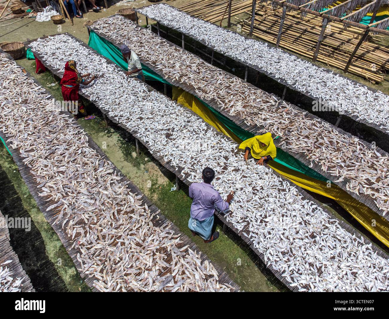 Cox's Bazar, Bangladesh - 17 agosto 2023: Veduta aerea dei pesci secchi dal sole disposti su piattaforme di bambù, colori vivaci in contrasto con il bagliore argenteo del pesce essiccato. Foto Stock