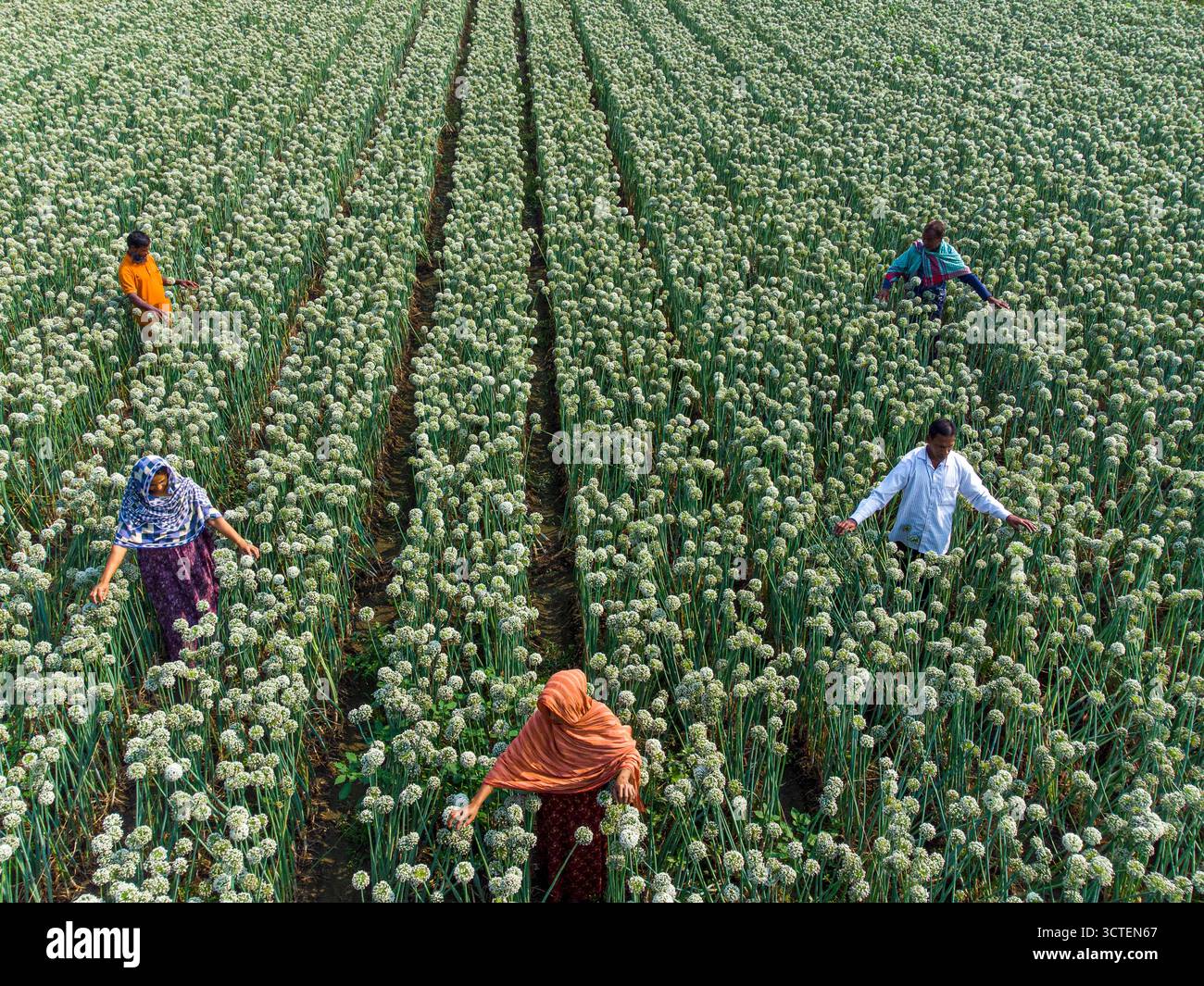 Rajshahi, Bangladesh - 22 marzo 2023: Veduta aerea di un vibrante campo di cipolle dove i lavoratori in abiti colorati si impegnano nell'impollinazione artificiale, creando un arazzo della vita. Foto Stock