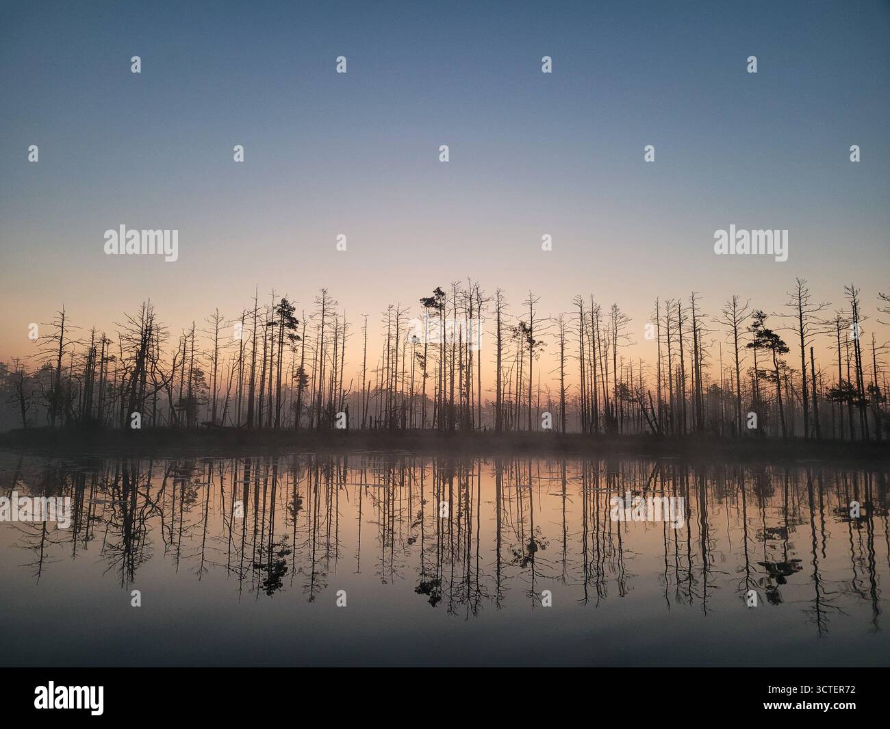 Perfetta riflessione degli alberi sullo specchio in una palude serena all'alba. Foto Stock